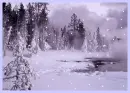 Snow Trees