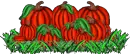 pumpkin patch