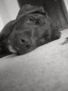 sad pup
