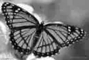sad butterfly