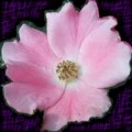 pink flower