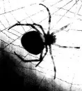 spider