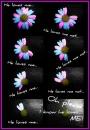 loves me, loves me not