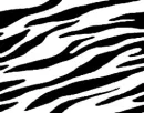 zebra!!!