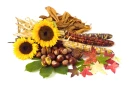 FALL