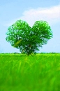 tree lover