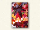 WHISPER OF FALL