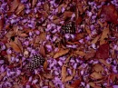 TOUCH OF LAVENDER/FALL