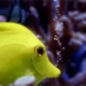 yellow fish