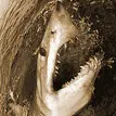 shark