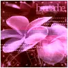 Pink Flowers