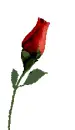 romanse