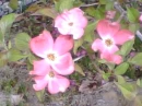 Dogwood in bloom