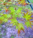 Leaves of Spring