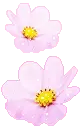 PINK FLOWERS