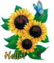 Hello Sunflowers