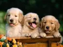 LOVE 3X