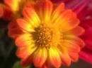 I LOVE FLOWERS!