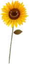 HAPPY SUNFLOWER