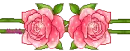 cute rose 
