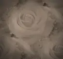 Dark roses