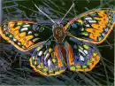 Butterfly Background