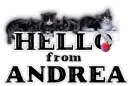 Kitties Hello from Andrea