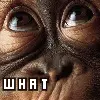 Whatever