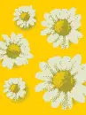 flowe