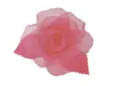 rose pink