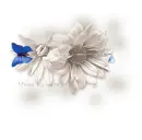 Pierced Daisy Fayeth