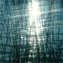 Reed silouette