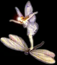 Dragonfly Faerie