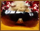 Guinea Pig