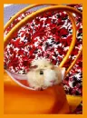 Guinea Pig