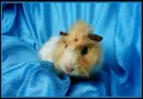 Guinea Pig