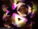 Color Bouquet