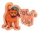 What's up? Cat
