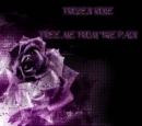 Frosen Rose