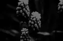 dark flowers