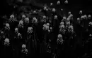 dark flowers2
