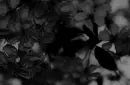 dark flowers3