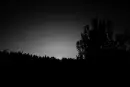 dark forest