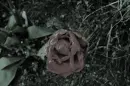 dark tulpin