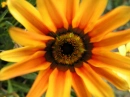 pretty orange flower