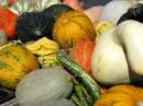 pumpkins