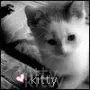 kitten