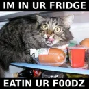 IM IN UR FRIDGE!!