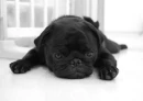 sweet dog