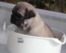 little pug